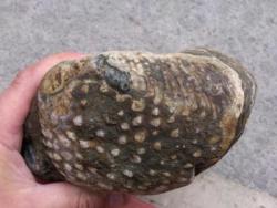 post-30232-0-64094600-1391184973_thumb.j