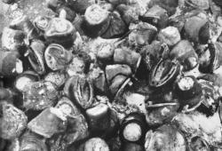 post-30270-0-13862300-1390830399_thumb.j