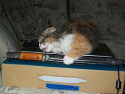 post-30270-0-73574300-1390405638_thumb.j