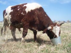 post-4269-0-38599500-1388987381_thumb.jp