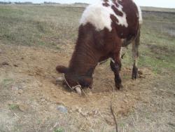 post-4269-0-83475000-1388987416_thumb.jp