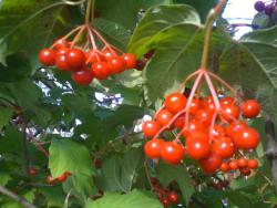 post-5029-0-87731400-1389860347_thumb.jp