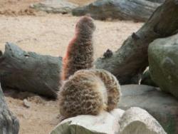 post-7121-0-85584200-1390873042_thumb.jp