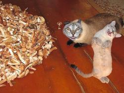 post-11805-0-04829500-1422610593_thumb.j