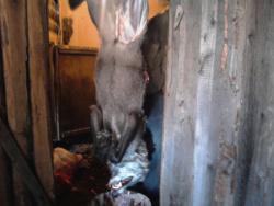 post-14486-0-58468600-1422249495_thumb.j