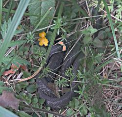 post-32874-0-40735000-1421118520_thumb.j