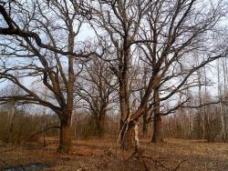 post-32874-0-64230800-1421101829_thumb.j