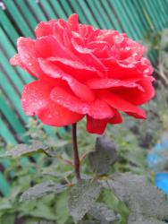 post-4989-0-49157400-1421219732_thumb.jp