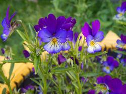 post-4989-0-54838700-1421219697_thumb.jp