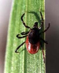 post-2102-0-19073500-1298448428_thumb.jp