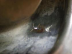 post-2917-0-98923100-1297781778_thumb.jp