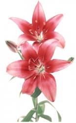 post-4632-0-25016900-1296987574_thumb.jp