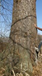 post-5279-0-66886900-1298909140_thumb.jp