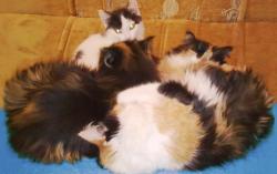 post-5575-0-31441100-1298471123_thumb.jp