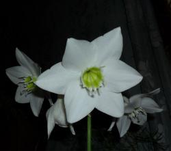 post-5597-0-71708300-1297664315_thumb.jp