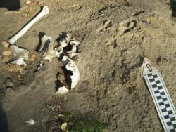 post-5609-0-79366700-1297079100_thumb.jp