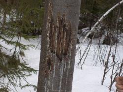 post-2863-0-29456800-1328925874_thumb.jp