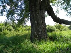 post-3295-0-96402100-1329723136_thumb.jp