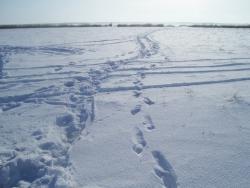 post-4269-0-11591600-1330441126_thumb.jp