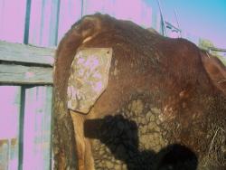 post-4269-0-16112400-1328541795_thumb.jp