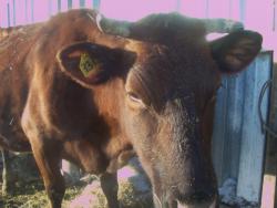 post-4269-0-31163600-1328539868_thumb.jp