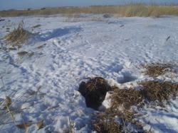 post-4269-0-45189300-1330441306_thumb.jp