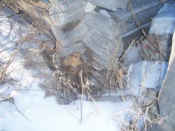 post-4269-0-83403400-1329746507_thumb.jp