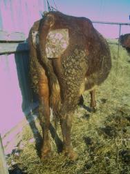 post-4269-0-96045100-1328540653_thumb.jp