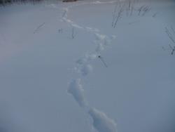 post-5088-0-95264400-1328982670_thumb.jp