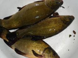 post-8095-0-77534800-1328342769_thumb.jp