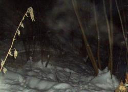 post-9204-0-65162800-1329831916_thumb.jp