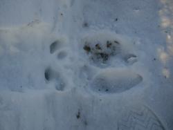 post-9204-0-92031200-1329584013_thumb.jp