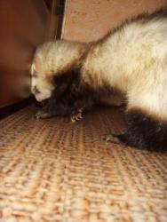 post-10043-0-44071200-1360600012_thumb.j