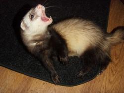 post-10043-0-62808200-1360599656_thumb.j