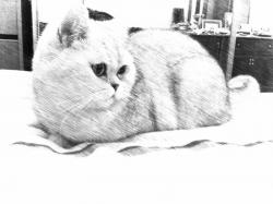 post-10416-0-03215000-1360678632_thumb.j