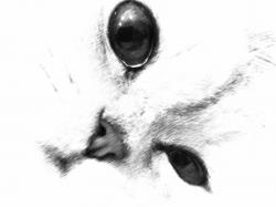 post-10416-0-06855500-1360678641_thumb.j