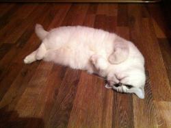 post-10416-0-60877500-1360678621_thumb.j