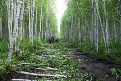 post-13868-0-14124900-1359801777_thumb.j