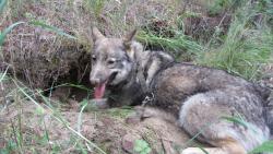 post-16248-0-83190700-1360637933_thumb.j