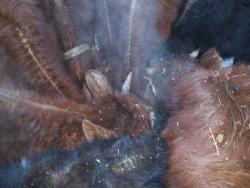 post-4269-0-51835900-1361374131_thumb.jp