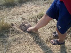 post-4269-0-58415900-1360839348_thumb.jp