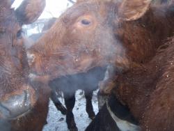 post-4269-0-81566900-1361374727_thumb.jp