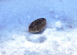 post-4732-0-18834600-1360394835_thumb.jp