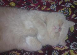 post-6527-0-21419200-1360595864_thumb.jp