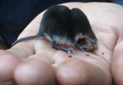 post-6726-0-00823700-1361431683_thumb.jp