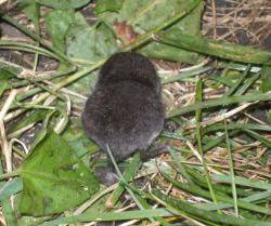 post-6726-0-79980000-1361431677_thumb.jp