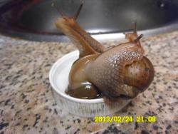 post-9966-0-12853100-1361717450_thumb.jp