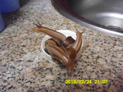 post-9966-0-25300100-1361717420_thumb.jp