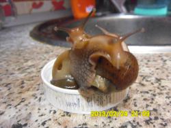 post-9966-0-56945900-1361717497_thumb.jp