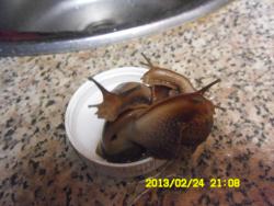 post-9966-0-94536400-1361717474_thumb.jp